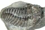 Flexicalymene Trilobite Fossil - Indiana #287625-3